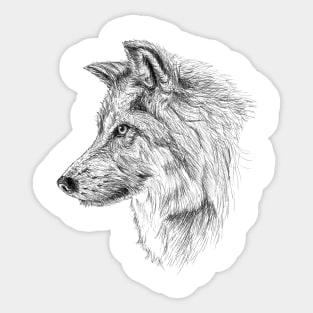 Wolf scientific nature black ink pen drawing illustration, From my scientific nature illustration series of black ink pen drawings. Sticker